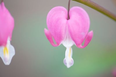 Close-up of pink flowers blooming outdoors