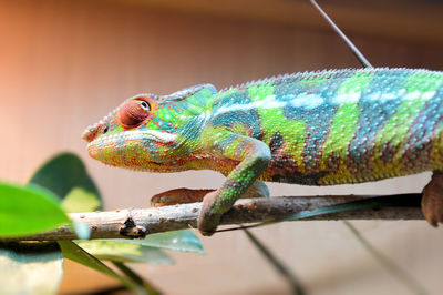 Close-up of lizard on wood