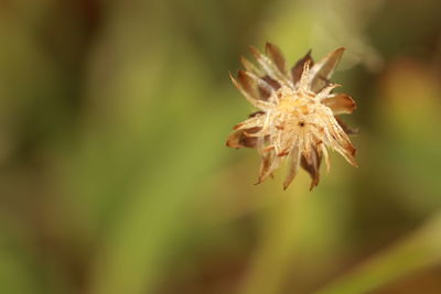 Close-up of wilted flower