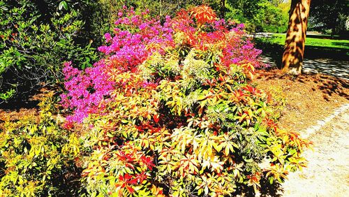 Flowers growing on tree