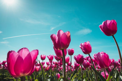 Close-up of pink tulips against sky