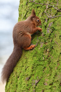 Portrait of a red squirrel climbing a tree