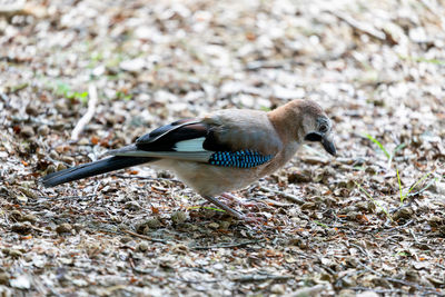 Side view of bird on land