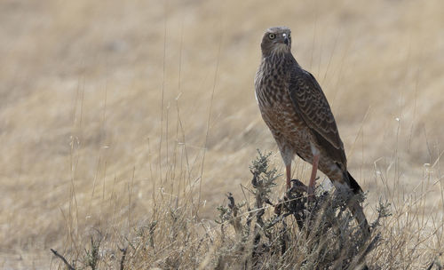 Close-up of a juvenile pale chanting goshawk in etosha national park