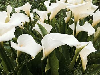 Close-up of white flowers