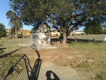 Trees in the grass