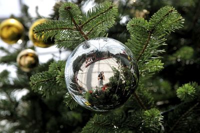 Close-up of ornament with reflection hanging on christmas tree