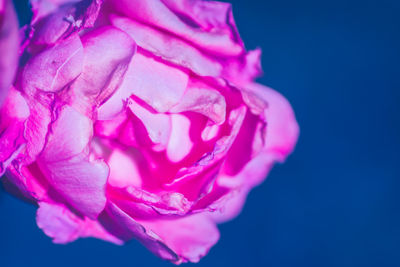 Close-up of pink flower over black background