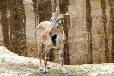 Deer standing on rock