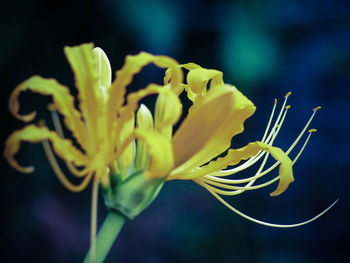 Close-up of yellow flowering plant