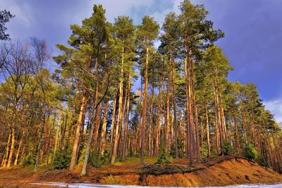 Low angle view of trees in forest against sky