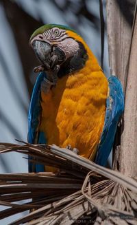 Close-up of a bird perching on wood