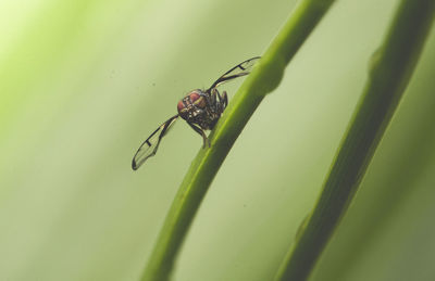 Close-up of insect on grass