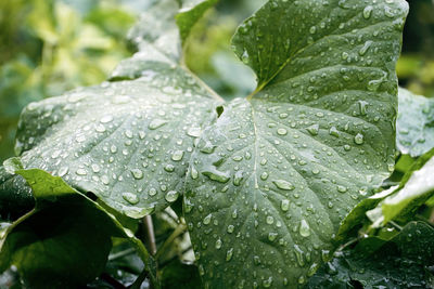 Close-up of wet plant leaves during rainy season