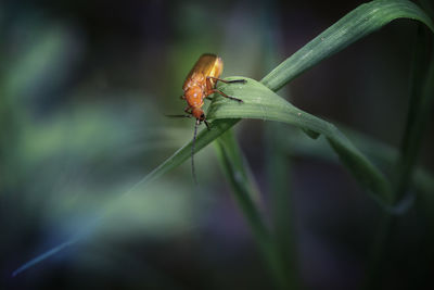 Close-up of insect on plant