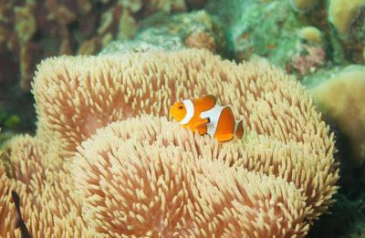 View of fish swimming in sea