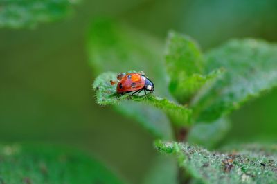 Close-up of ladybug on leaf