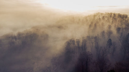 Trees in forest against sky