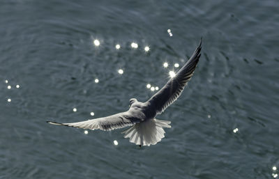 Close-up of seagull flying over lake