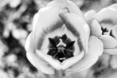 Close-up of flower against blurred background