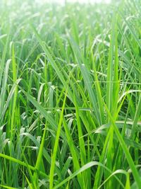 Full frame shot of crops growing on field