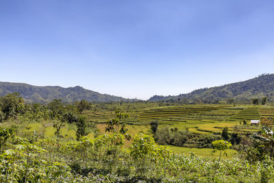 Scenic view of agricultural field against clear sky