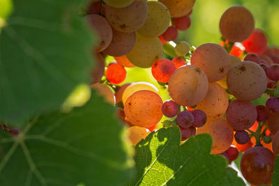 Close-up of fruit growing on plant