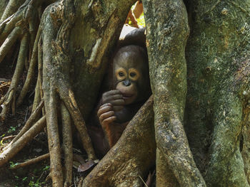 Orangutan by tree trunk in zoo