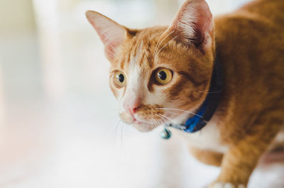 Close-up of cat looking away