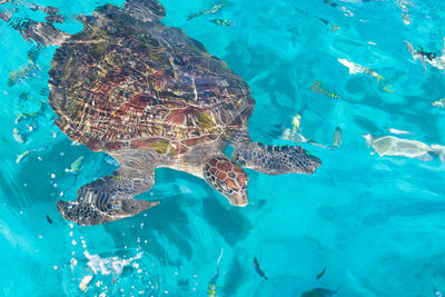 Hawksbill turtle in the water