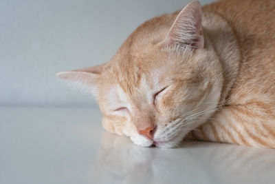 Close-up of a sleeping cat