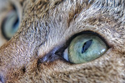 Extreme close up of animal eye