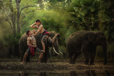 Horses on field in forest