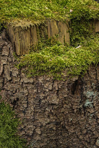 Full frame shot of tree trunk