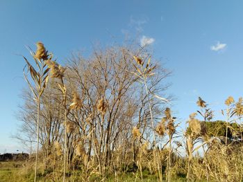 Low angle view of plants on field against sky