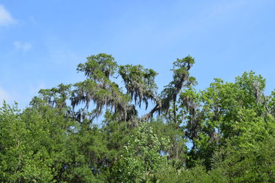 Low angle view of trees against blue sky