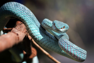 Close up of the exotic and venomous viper snake blue insularis - animal reptile photo series