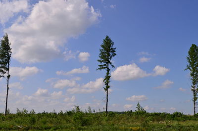 Plants on field against sky