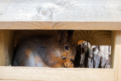 Close-up of squirrel on wooden table