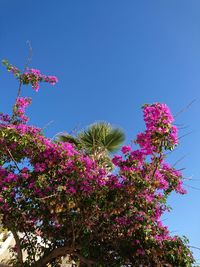 Low angle view of pink flowers blooming against clear sky