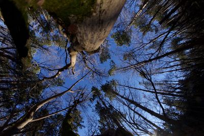 Low angle view of trees