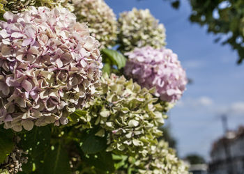 Close-up of pink flowering plant