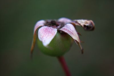 Close-up of pink flower buds