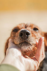 Close-up of dog