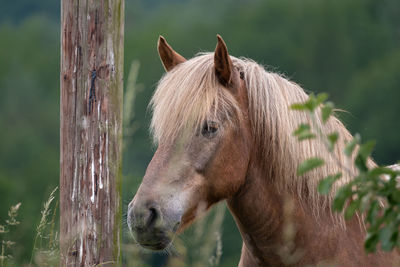 Close-up of a horse