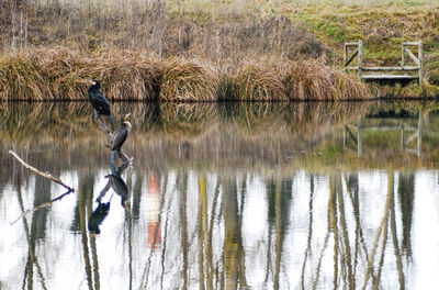 View of bird flying over lake