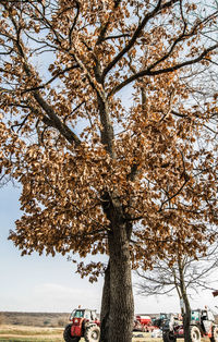 Tree against sky