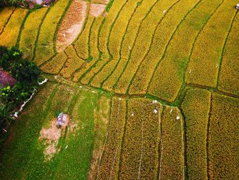 Aerial panorama of agrarian rice fields landscape like a terraced rice fields ubud bali indonesia