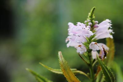 Close-up of purple flowering plant