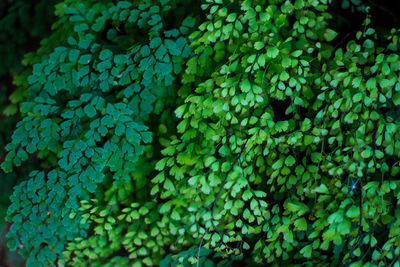 Full frame shot of green leaves